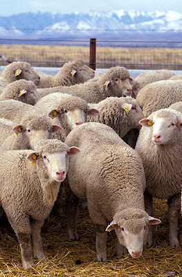 sheep protestants catholics flock