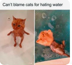 Cat memes, 15 Funniest Cat Memes to Make You LOL