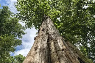 Why is teak wood so expensive?