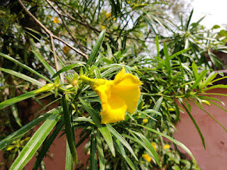 Cascabela Thevetia | Yellow Oleander | कनेर पीली