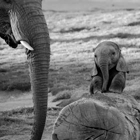 Funny animals of the week - 7 February 2014 (40 pics), back and white photo of baby elephant