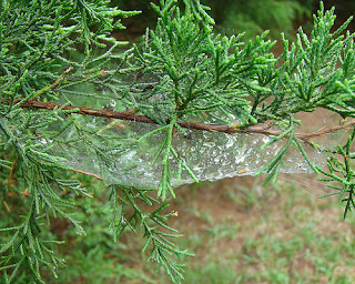 spider web hanging because of rain drops 