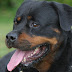 Child left home alone with Rottweiler thumbnail