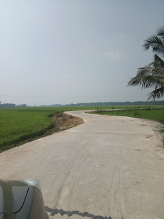 Concrete road through paddy fields, Satyabadi, Puri