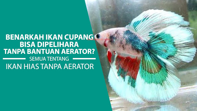 Apakah Benar Ikan Cupang Bisa Hidup Tanpa Aerator? Ini Jawabannya