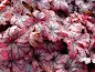 Heuchera Ginger Snap - Ginger Snap Coral Bells care