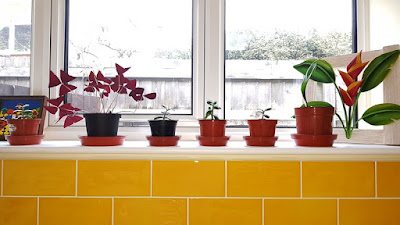 Yellow-tiled windowsill with 6 small plants