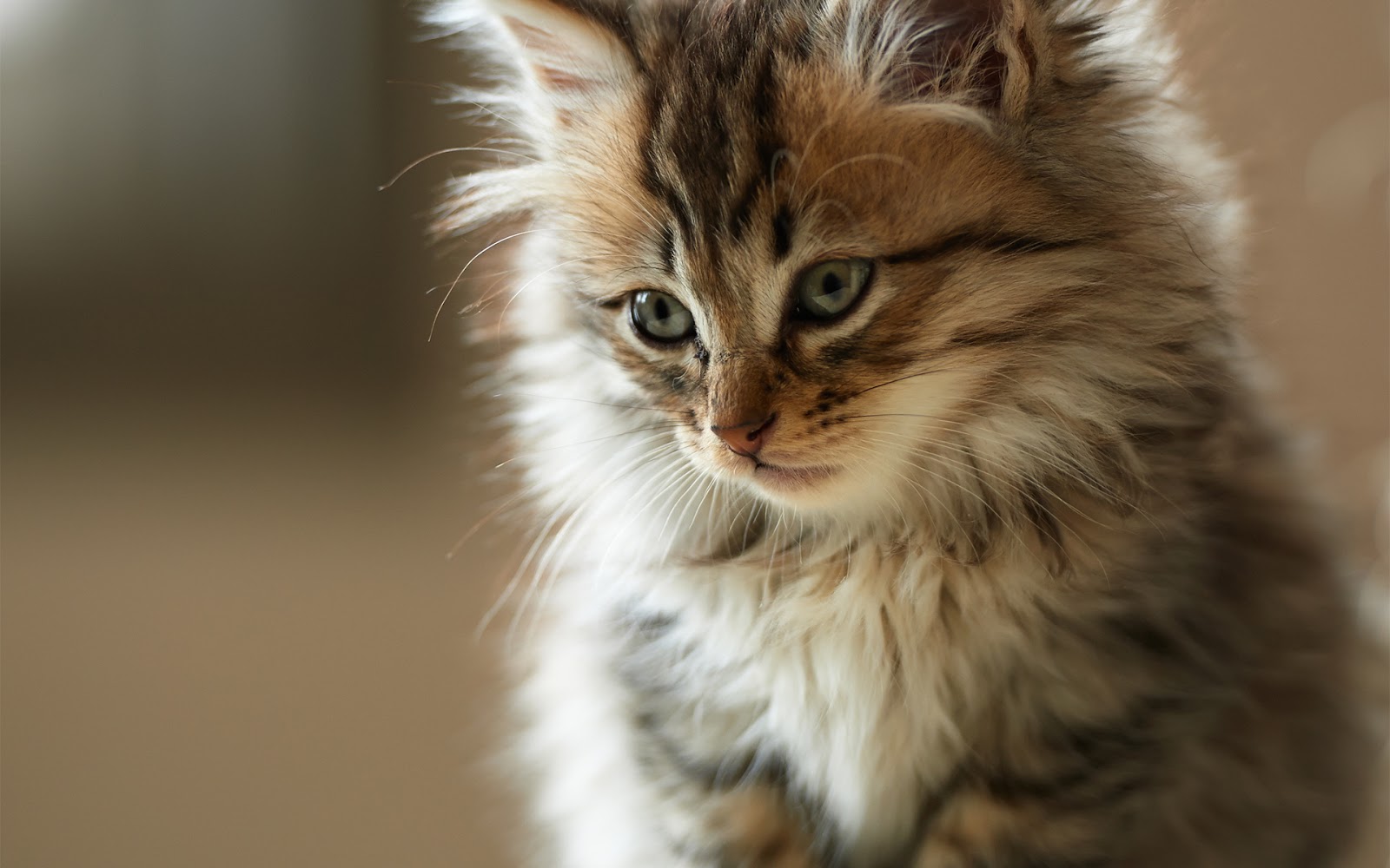 Kopi Hangat Foto Kucing Lucu Imut Dan Menggemaskan