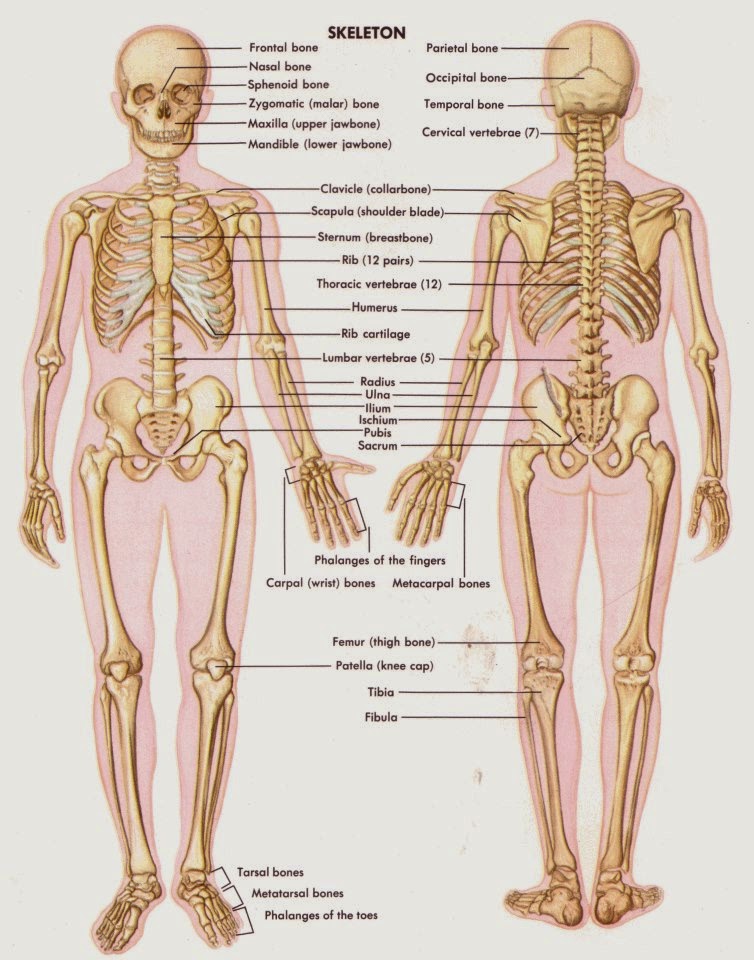 askep sistem muskuloskeletal