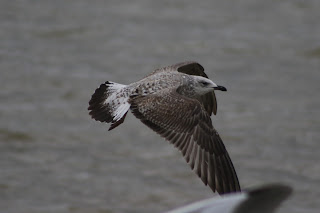 1st cycle Yellow-legged Gull