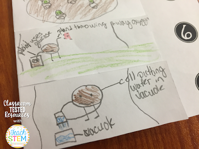 Teachers can help students remember the important steps by having them create scientific drawings. By developing their own visual representations, students are able to demonstrate their understanding of a complex idea.