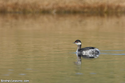 Cabussó collnegre (Podiceps nigricollis)