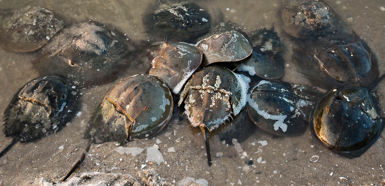 horseshoe crab blood. Horseshoe crabs play an