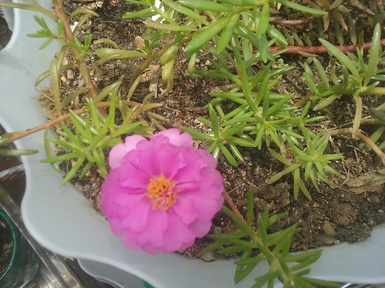 Tem gente que é determinantemente contra a prática de comprar plantas.   No entendimento delas, as plantas compradas não vingam ou não ficam tão bonitas quanto as plantas ganhadas, achadas ou furtadas. (Lembrem-se que furto de planta é crime, mesmo que seja apenas uma pequena muda.) 