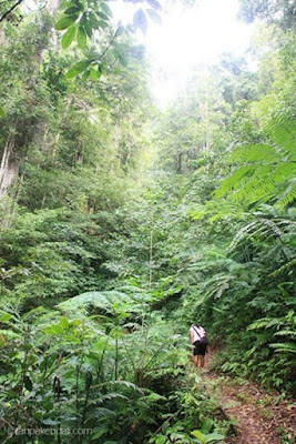 To start trekking towards Wae Rebo, you should leave early in the morning. Because, about 3-4 kilometers of the beginning of the trip was not covered by shady trees. If you start trekking during the day, the risk is to be stung by merciless sunlight. 