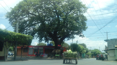 El Ceibòn de San Judas es un sìmbolo para el barrio capitalino. Foto: Wendy Quintero