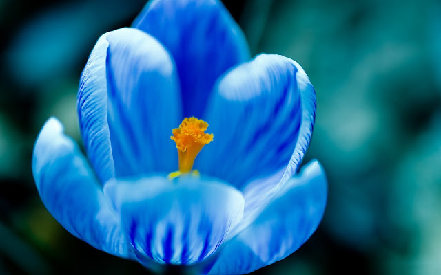 Blue Flower Wallpapers