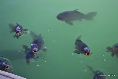 Big Carp!