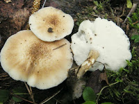 Polyporus ciliatus