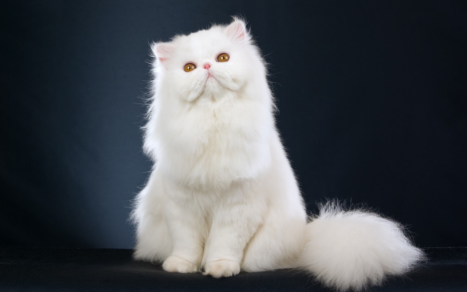 Asal Usul Kucing  Lengkap Beserta Gambarnya ManiaKucing com