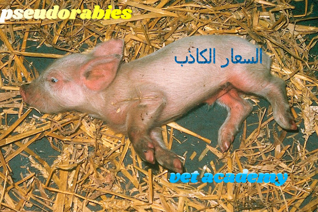 السعار الكاذب -Pseudorabies-Aujeszky,s disease-Mad itch disease-Infectious Lobular Paralysis