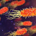 Penicillin - Its discovery and Development