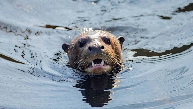 Nacieron en Iberá tres ejemplares de nutria gigante que se consideraban extinguidos