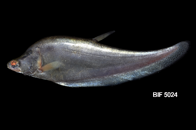 Chitala hypselonotus, Belida Sumatera