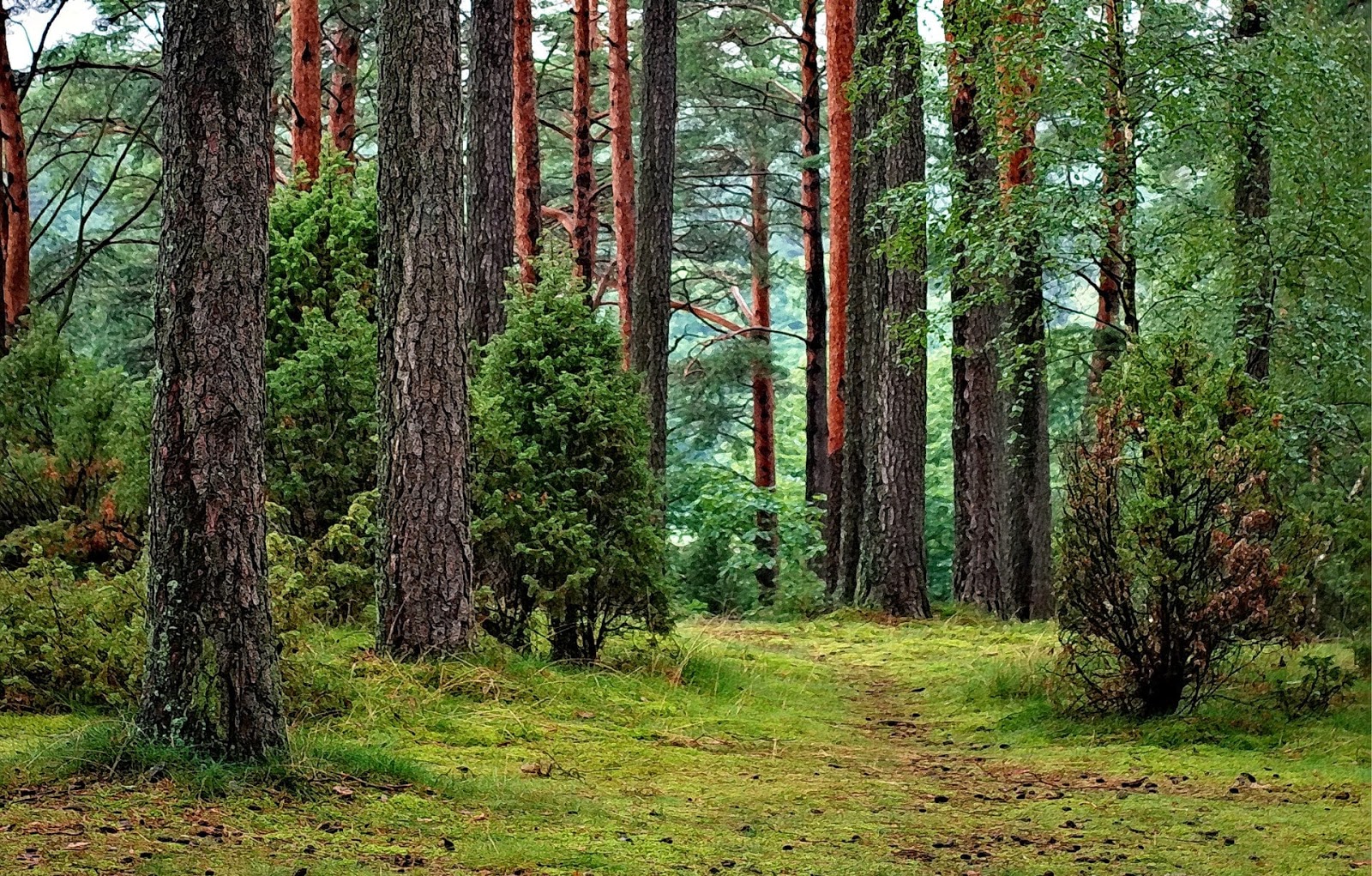 8 Gambar Pemandangan Asli Hutan Didunia Gambar Indah