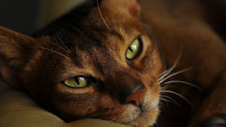 Un gato es una mascota de compañía cariñosa e independiente. Los gatos son expertos en brindar amor y compañía a la par que disfrutan de su independencia. No requieren tanta atención constante, lo que los convierte en una excelente opción para personas con un estilo de vida ocupado.    #mascota #mascotas #gatos #gato #gatito #gatitos #mvz #veterinaria #veterinario #jeringadeschable #jeringadescartable #saludanimal #saliddetugato #consultaveterinaria #comidadegato #clinicaveterinaria #hospitalveterinario #vacunaciondegatos #esterilizaciondegatos #medicaciondegatos #dietadegatos #juguetesdegatos #accesoriosdegatos #miprimergato #pablocasas #lineaveterinaria #cuidadosparatugato #perrosygatos #cat #cats