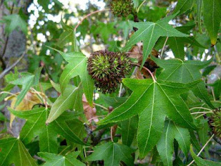 Broadleaved trees