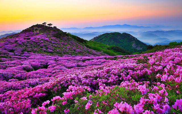 Travel to Another Country for See Flowers in Mountain