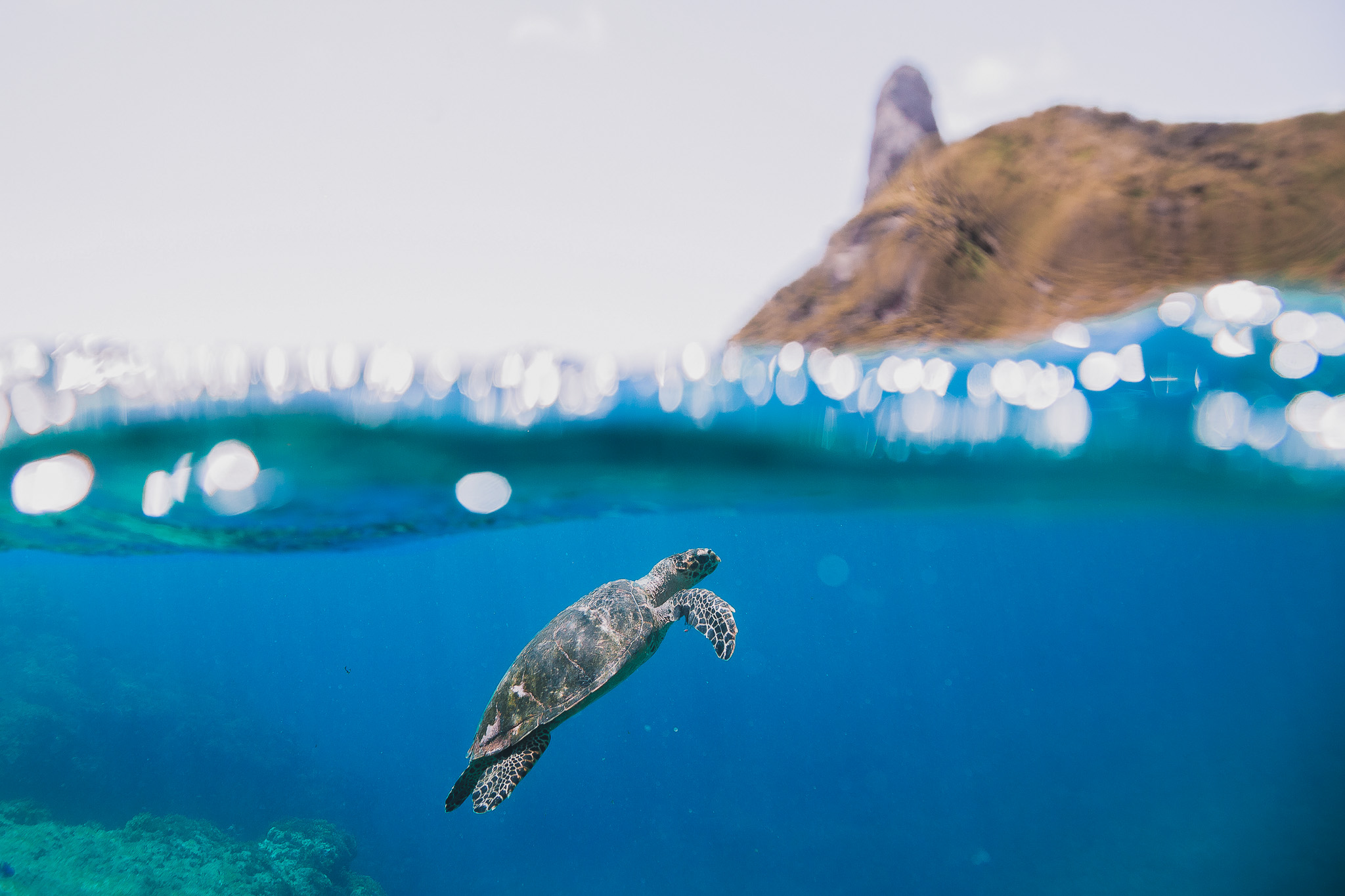 projeto tamar - turtle at boldró, Noronha, Brazil