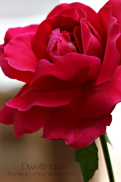 Red rose through the kitchen window