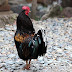 Unas gallinas se unen para matar a un zorro que entró al gallinero