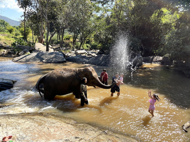 the elephant campmae wang