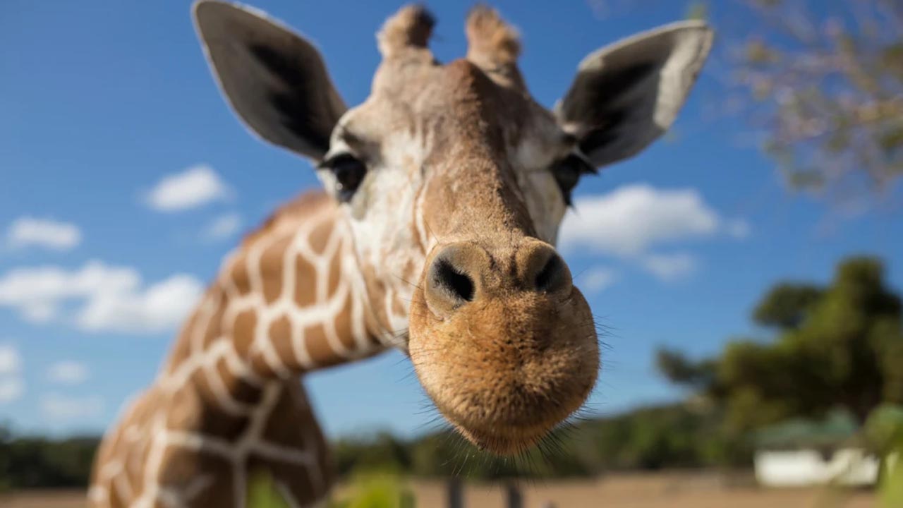 PF conclui inquérito sobre a importação de 18 girafas da Africa do Sul