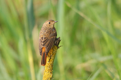 Swart Readsturtsje - Zwarte Roodstaart - Phoenicurus ochruros