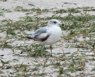 Ring-billed Gull photo by mbgphoto