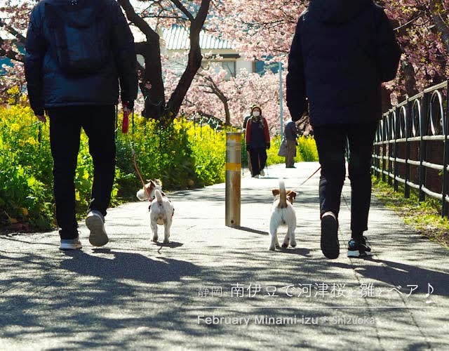 河津桜並木で見たワンちゃん家族