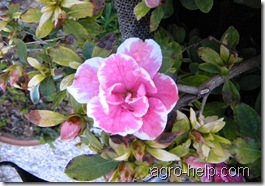 DSCN0810