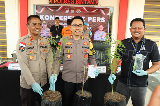 Tanam Ganja di Kebunnya, Warga Tanjungpinang Diamankan Satresnarkoba Polres Bintan