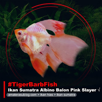 ikan-sumatra-albino-balon-pink-slayer-tiger-barb-fish-albino-pink-balloon-slayer