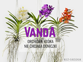 Orchidea Vanda