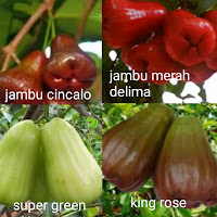 www.dwisangpetani.com