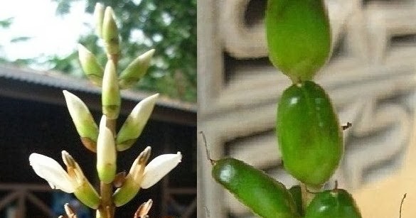 BUAH JERUJU/ SEA HOLLY FRUITS / FRUITS OF ACANTHUS 