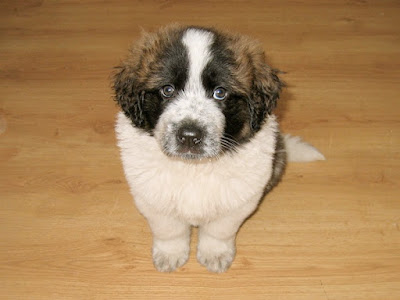 St. Bernard puppies  images