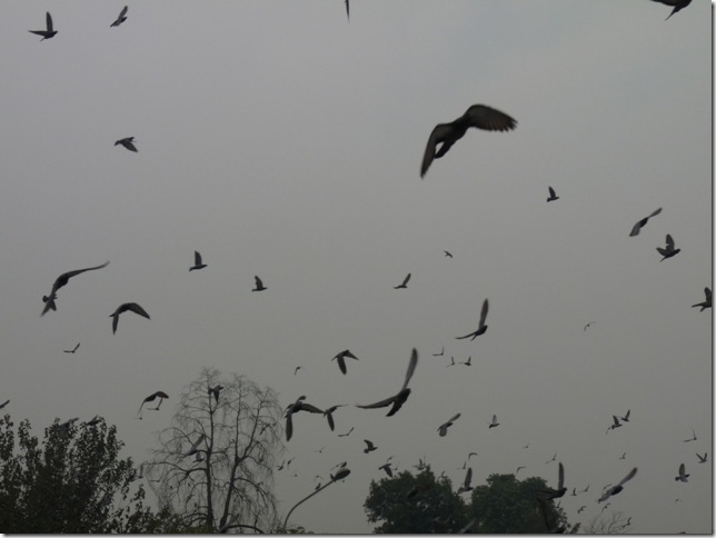 2008.12_india_0341