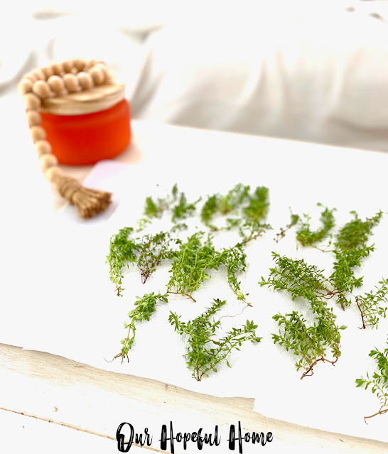 sprigs thyme leaves paper towel drying