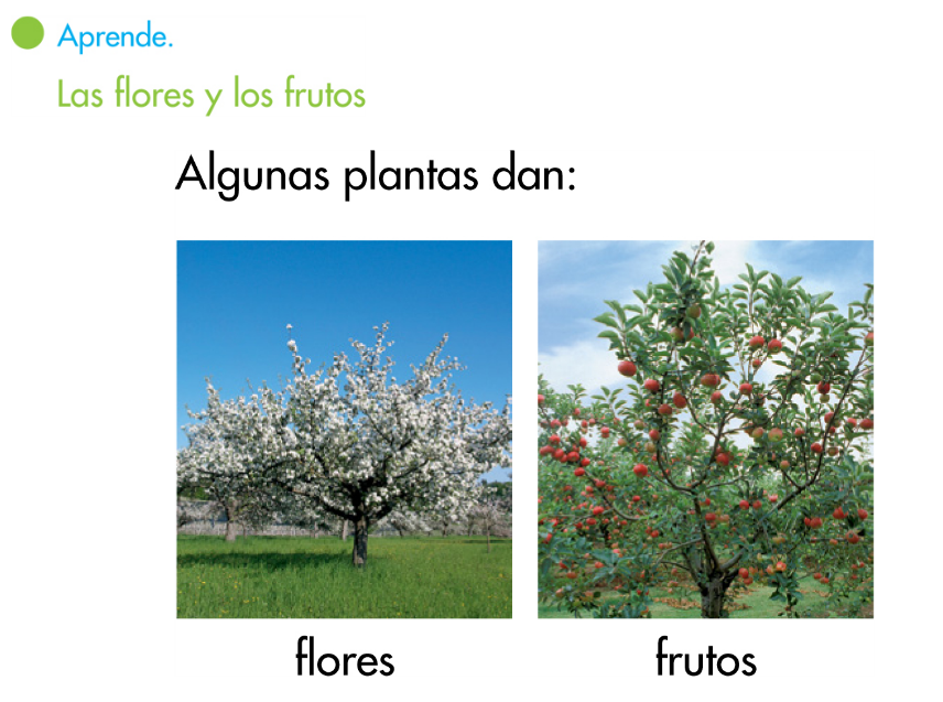 http://www.primerodecarlos.com/SEGUNDO_PRIMARIA/enero/tema1/actividades/CONO/aprende_flores_frutos/visor.swf